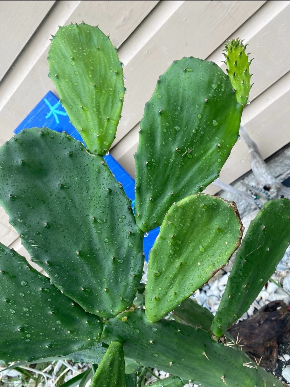Bundle 6 Fresh Live cuttings